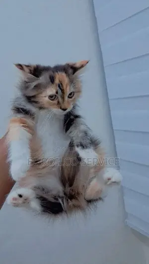 1-3 months Female Purebred Persian