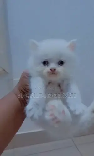 1-3 months Female Purebred Persian