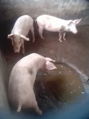 Pigs(Growers and Weaners)