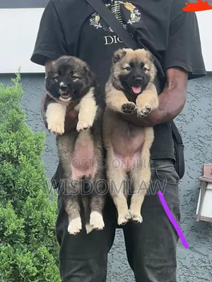 1-3 months Female Purebred Caucasian Shepherd