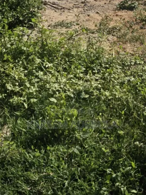 Rresidential Land in Aso Drive by Maitama District Abuja