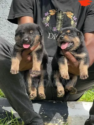 1-3 months Male Purebred German Shepherd