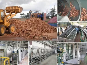 Cassava Flour Processing Plant