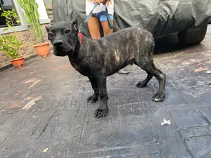 3-6 months Male Purebred Cane Corso