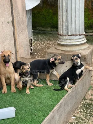 3-6 months Female Purebred German Shepherd