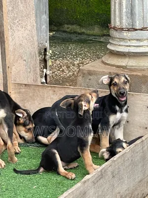 3-6 months Male Purebred German Shepherd