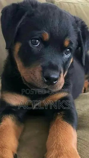 1-3 months Female Purebred Rottweiler