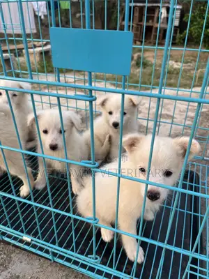 1-3 months Female Purebred American Eskimo