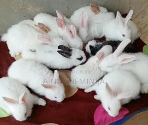 Hybrid Rabbit