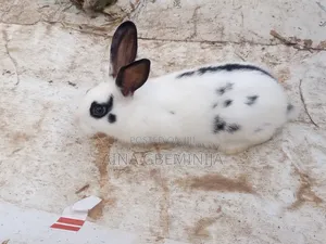 Hybrid Rabbit in Ado-Odo/Ota - Farm Animals, Aina Gbeminija | Jiji.ng