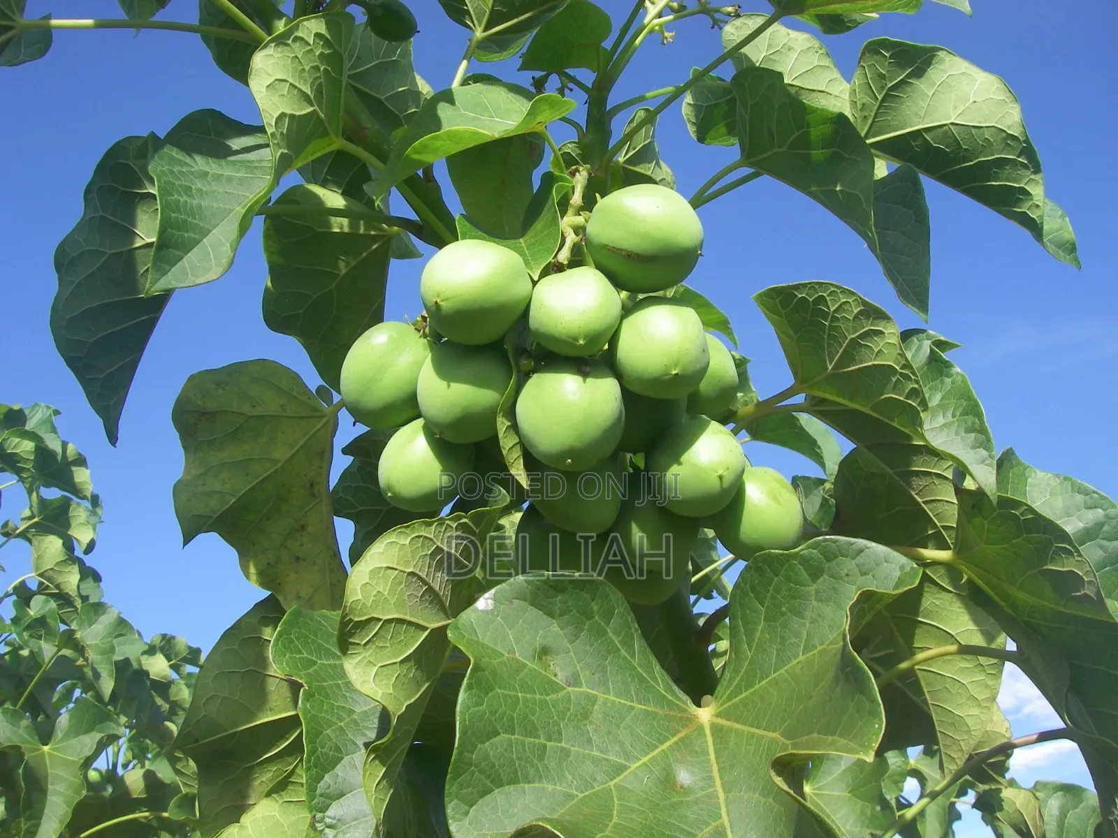 Jatropha Seed (1kg) Organic