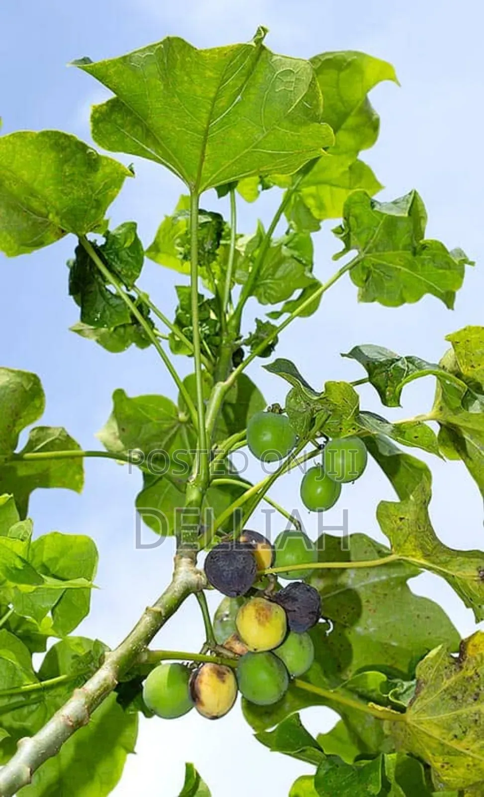 Jatropha Seed (1kg) Organic