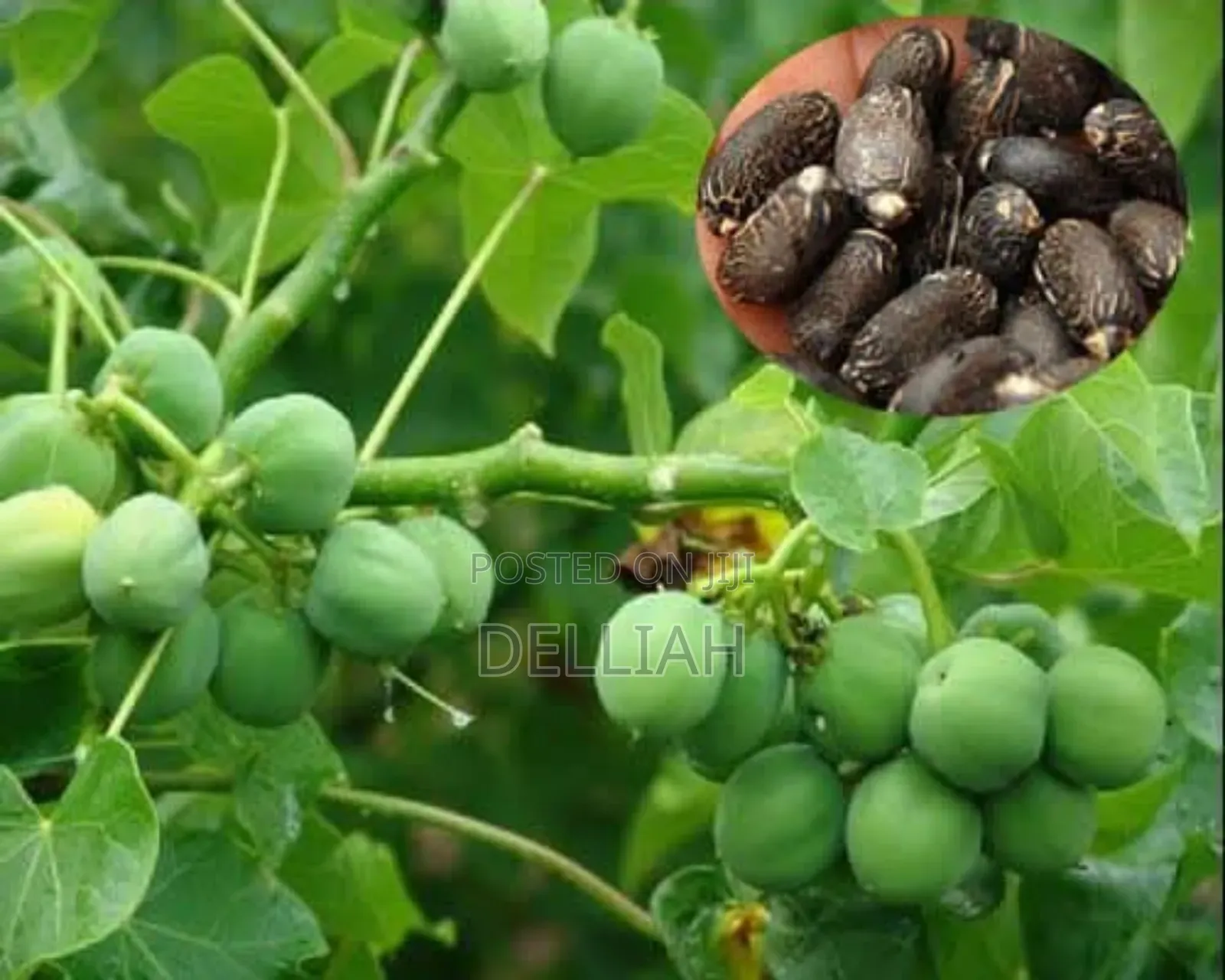 Jatropha Seed (1kg) Organic