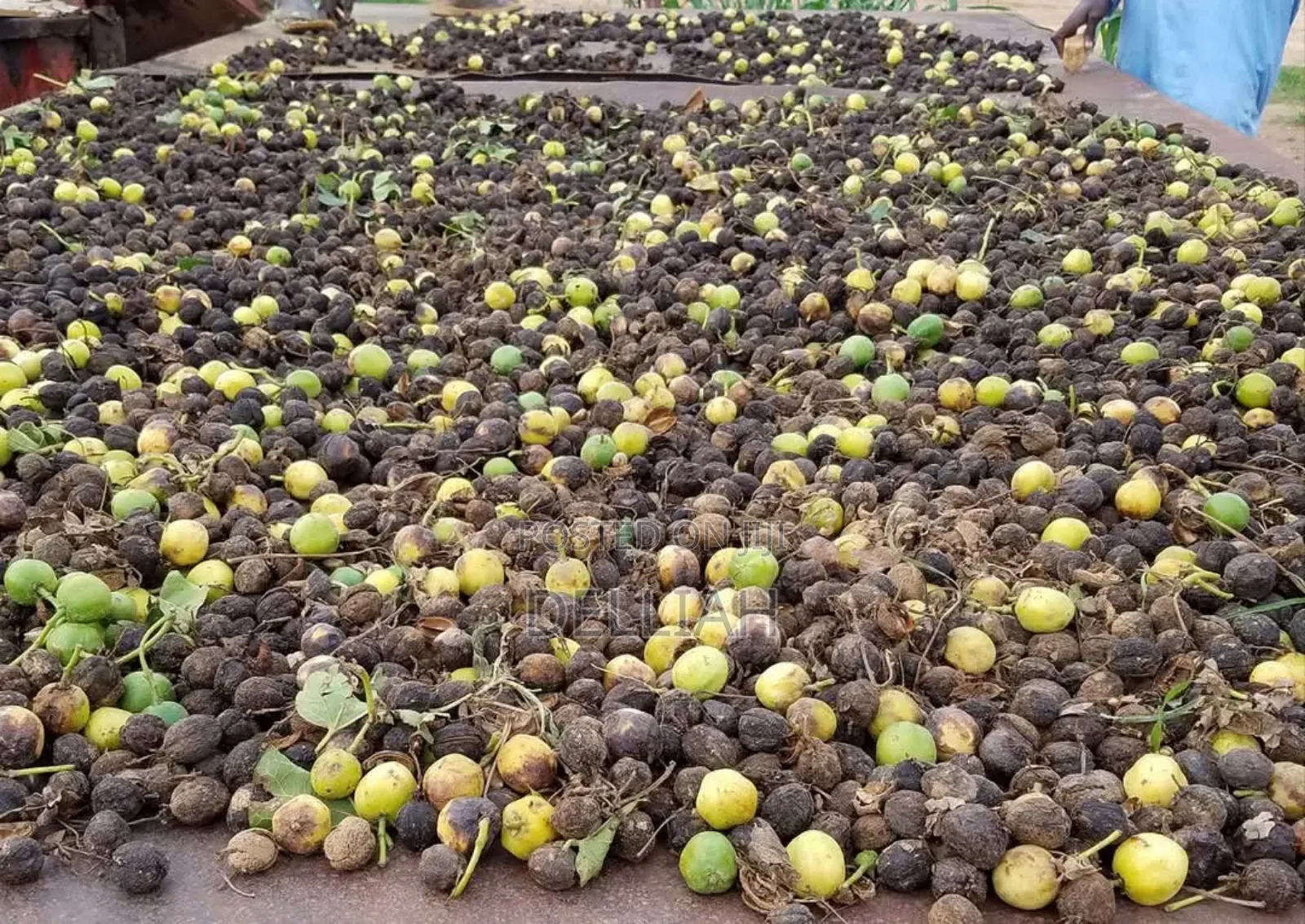 Jatropha Seed (1kg) Organic