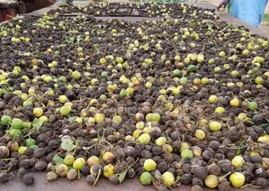 Jatropha Seed (1kg) Organic