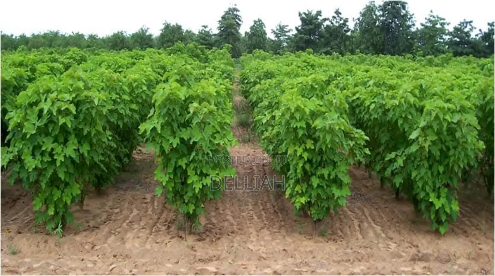 Jatropha Seed (1kg) Organic