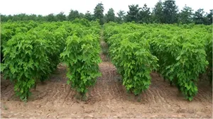 Jatropha Seed (1kg) Organic
