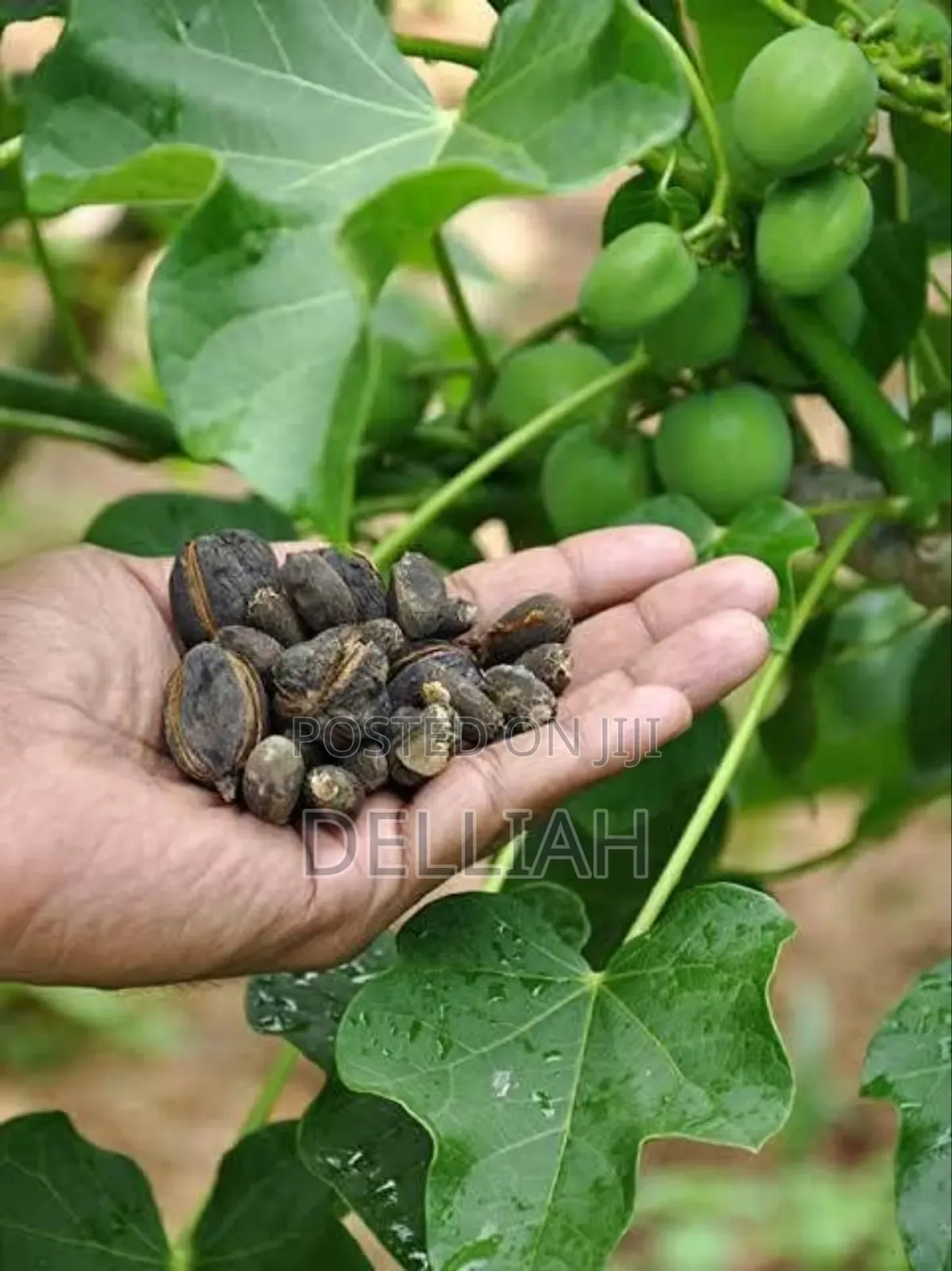 Jatropha Seed (1kg) Organic