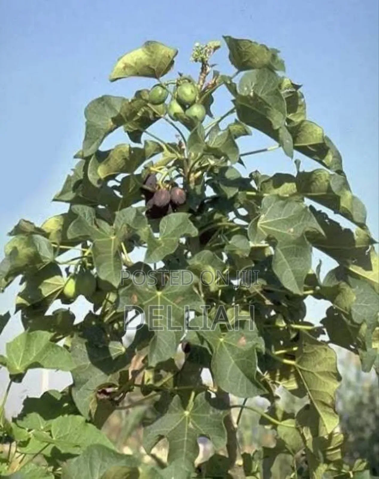 Jatropha Seed (1kg) Organic