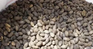 Jatropha Seed (1kg) Organic