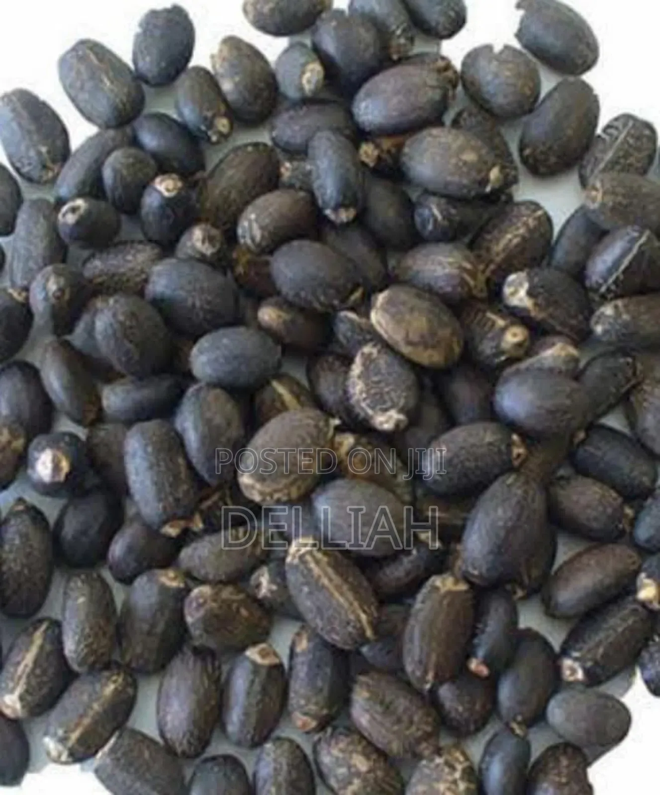 Jatropha Seed (1kg) Organic