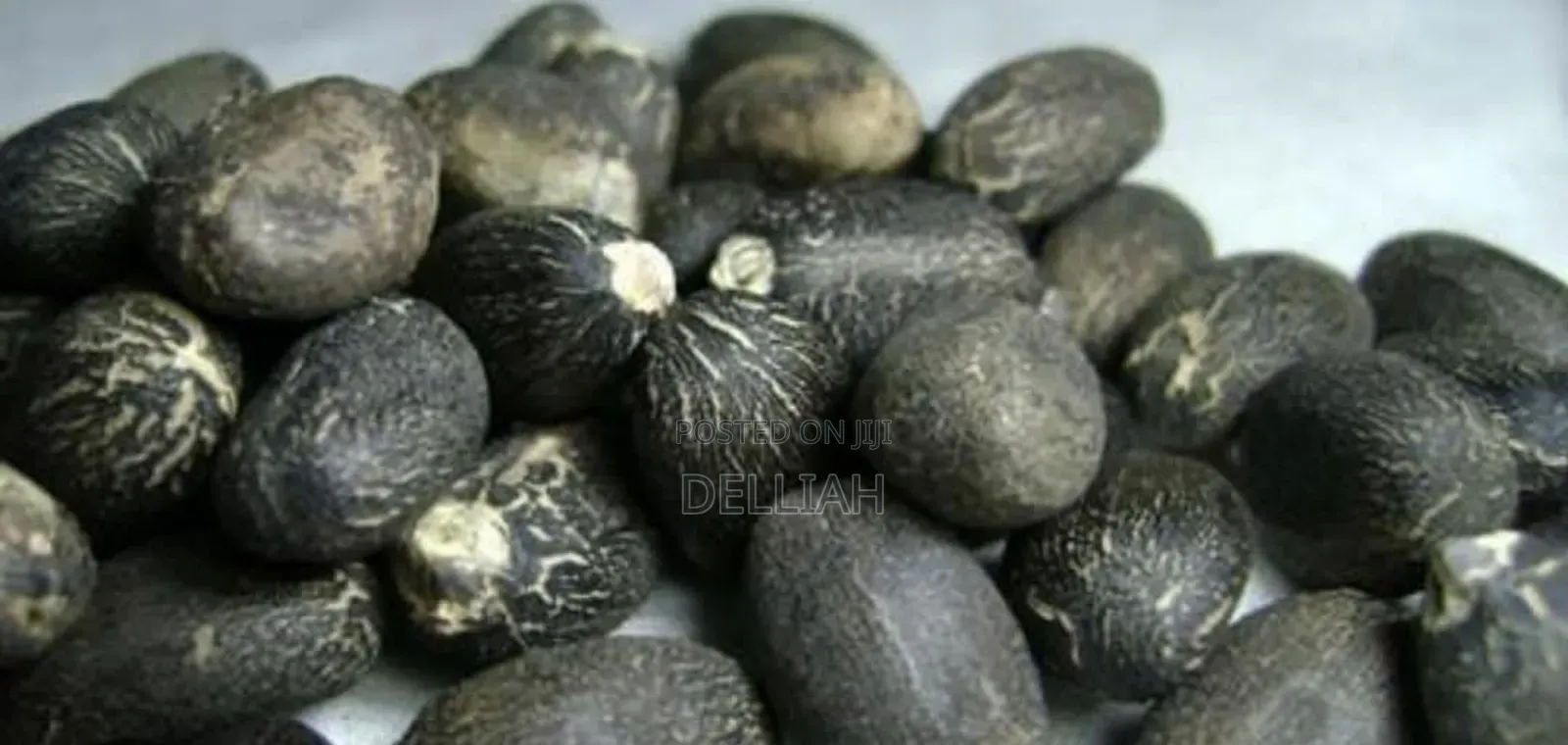 Jatropha Seed (1kg) Organic