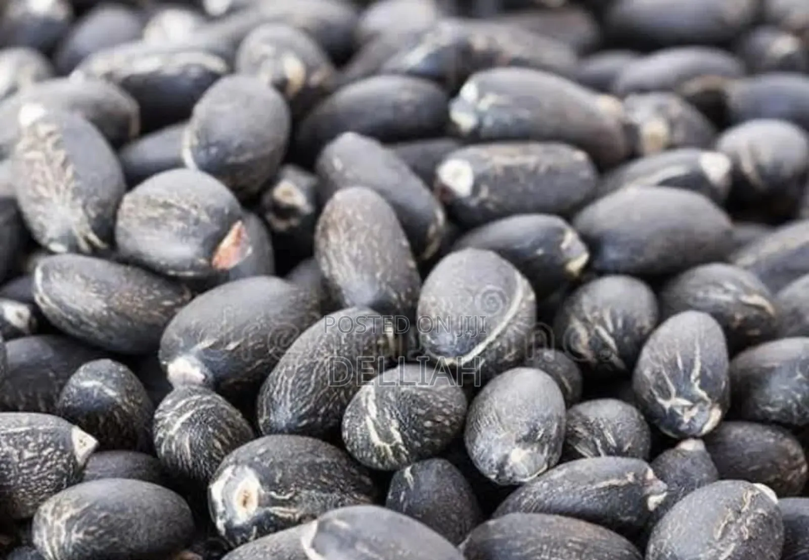 Jatropha Seed (1kg) Organic