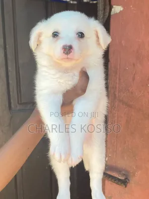 1-3 months Female Purebred American Eskimo