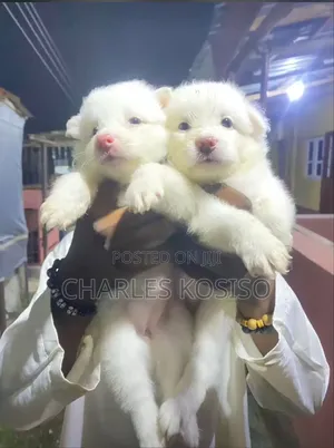 1-3 months Male Purebred American Eskimo