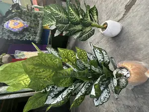 Photo - Artificial Plants And Pot. 5ft Tall