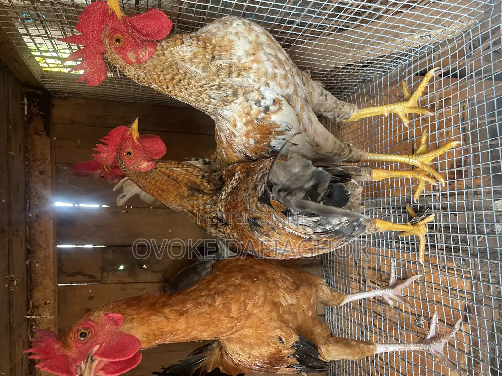Local Chickens