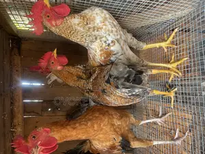 Local Chickens