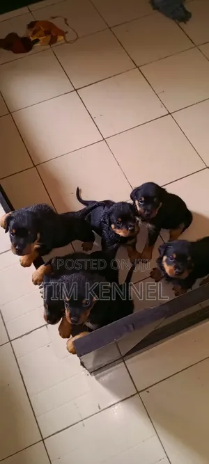 0-1 month Female Purebred Rottweiler