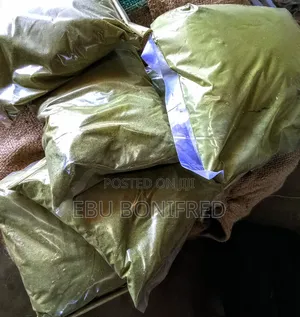 1 Kg of Ginkgo Biloba Powder