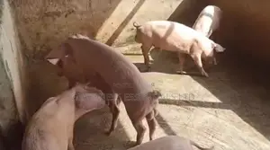Tn Boars for Sale