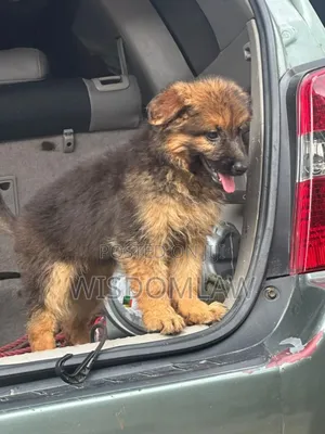 1-3 months Female Purebred German Shepherd