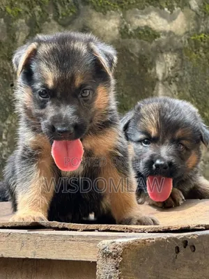 1-3 months Male Purebred German Shepherd