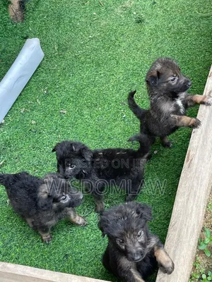 1-3 months Female Purebred German Shepherd