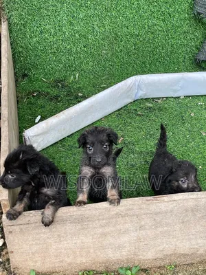 1-3 months Male Purebred German Shepherd