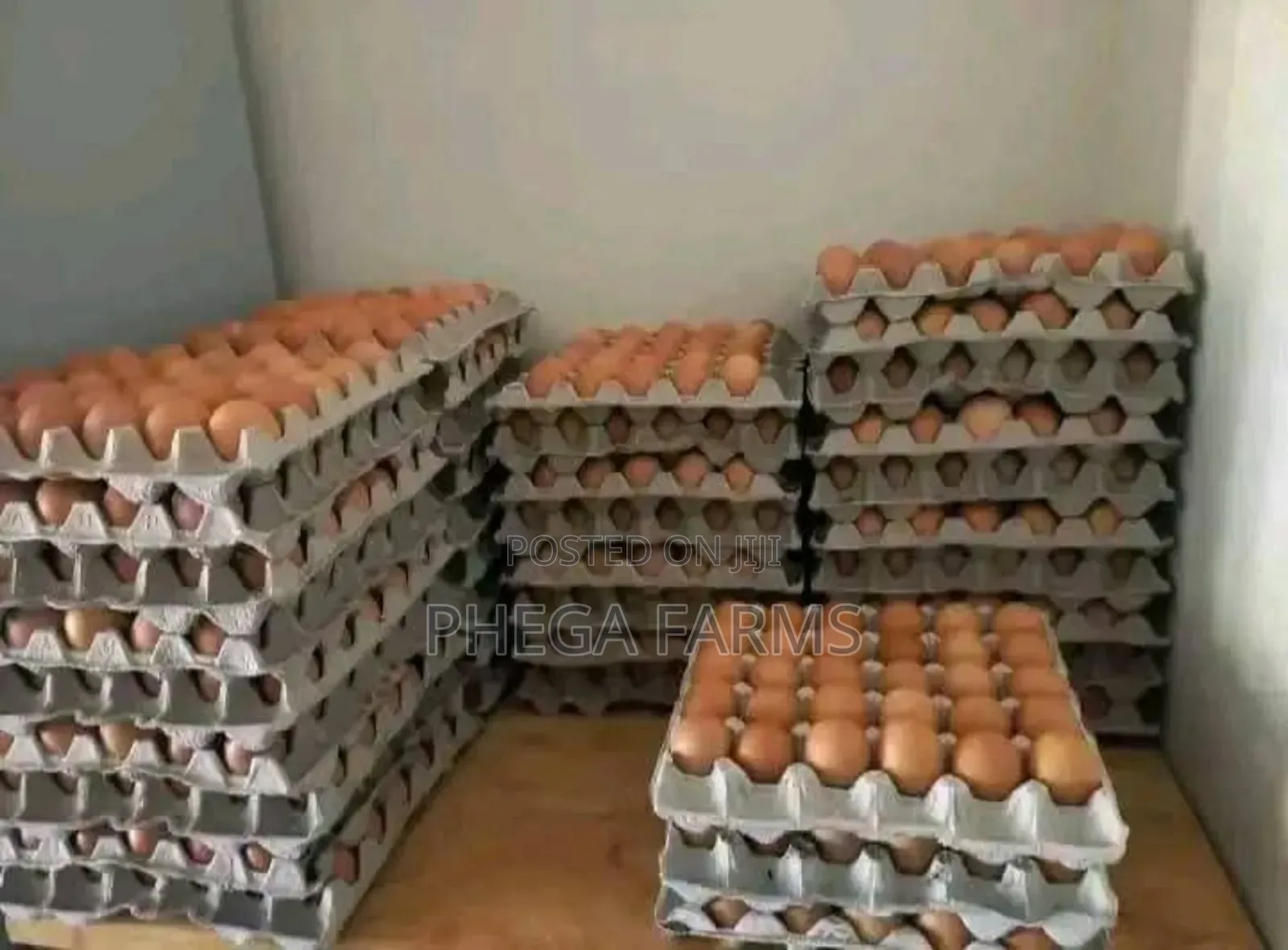 Fresh Eggs