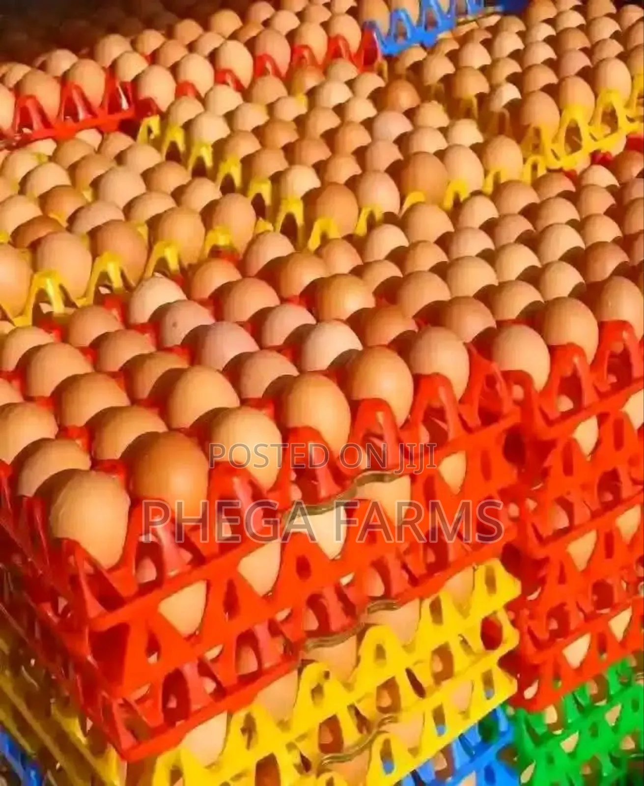 Fresh Eggs