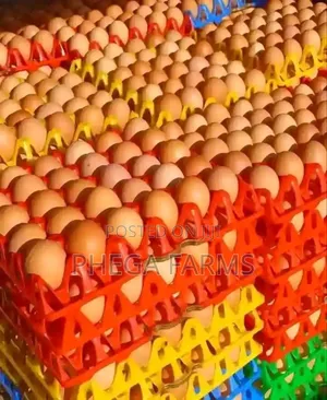 Fresh Eggs