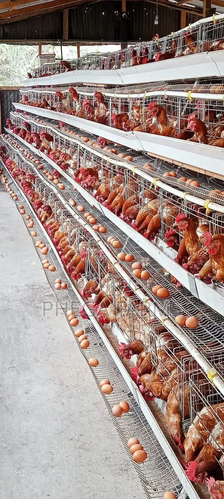 Fresh Eggs