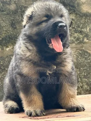 1-3 months Male Purebred Caucasian Shepherd