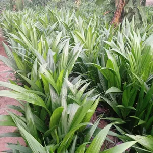 Pure Hybrid Tenera Palms