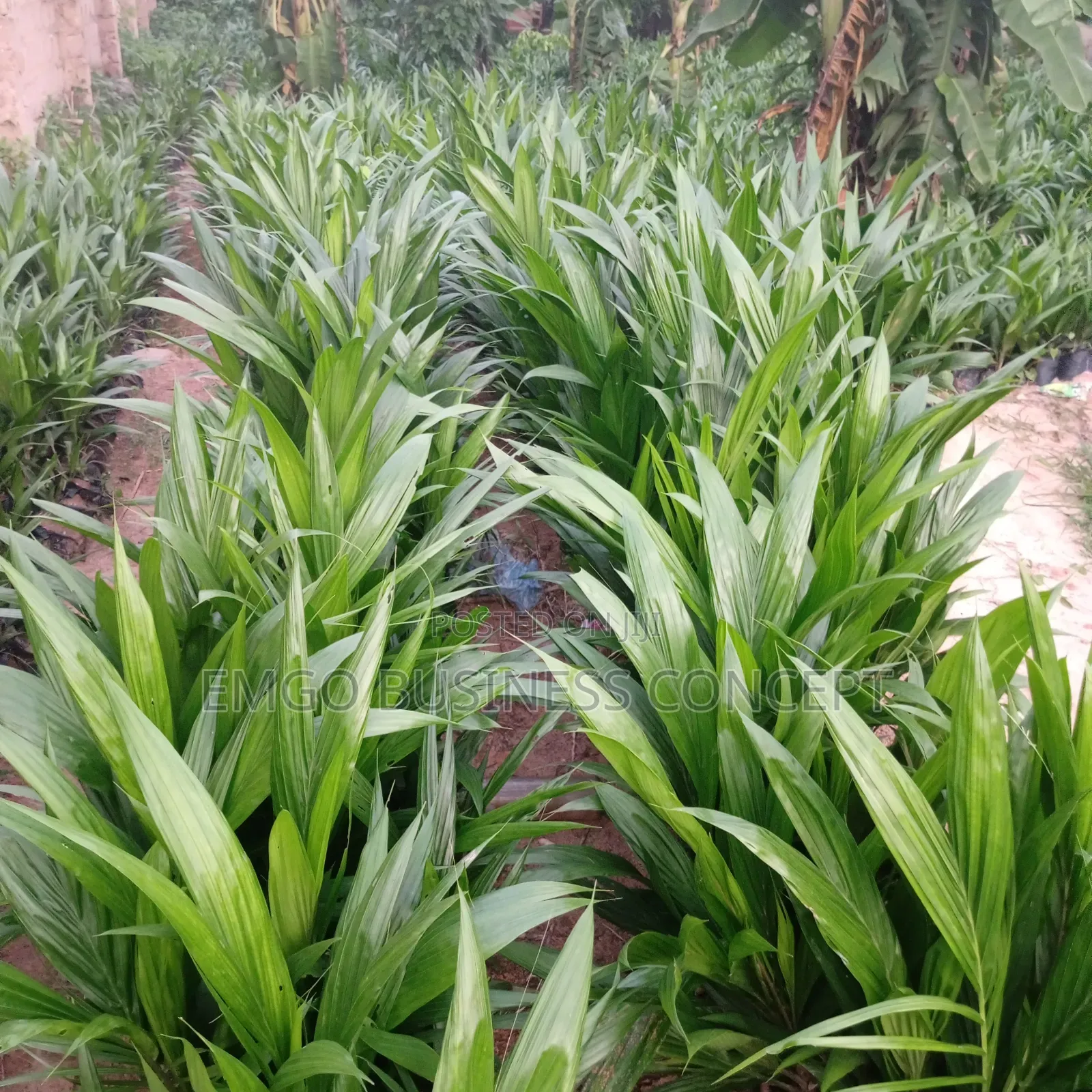 Pure Hybrid Tenera Palms