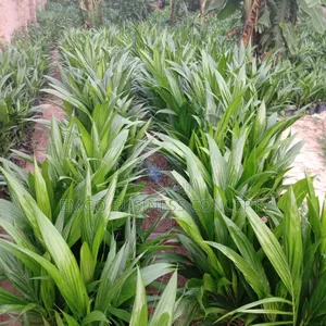 Pure Hybrid Tenera Palms