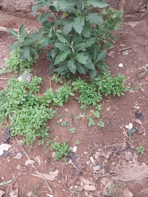 3 Acres of Dry Land (Roi ) Near the Rd Vespa Janikin Agbara