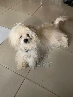 1+ year Male Purebred Lhasa Apso