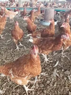 12 Weeks Point of Layers Chicken for Sale
